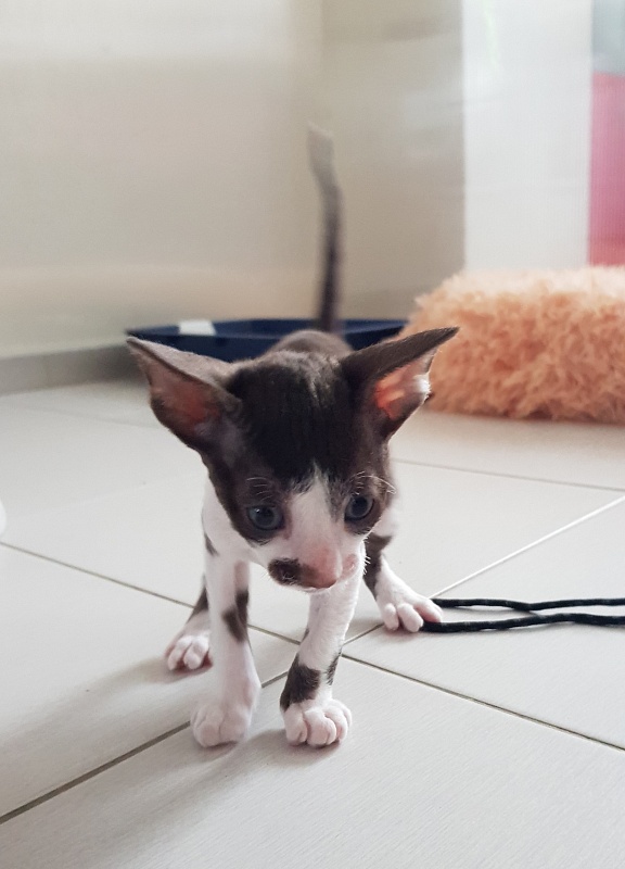 Noble Knight Elemani Dream - Kitten cornish rex 1 month