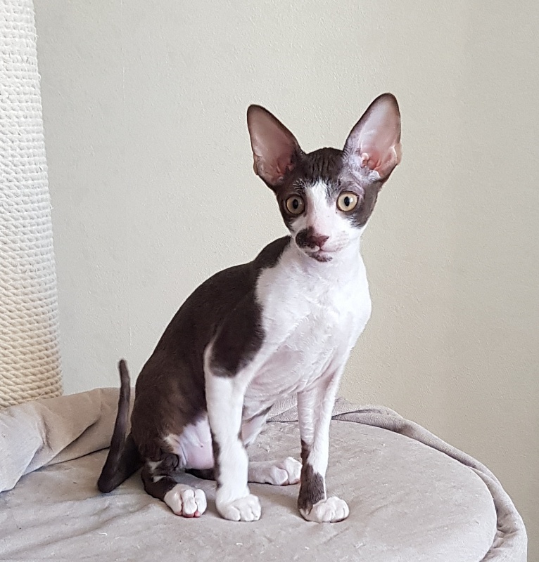 Noble Knight Elemani Dream - Kitten cornish rex 3 months 0.5 weeks
