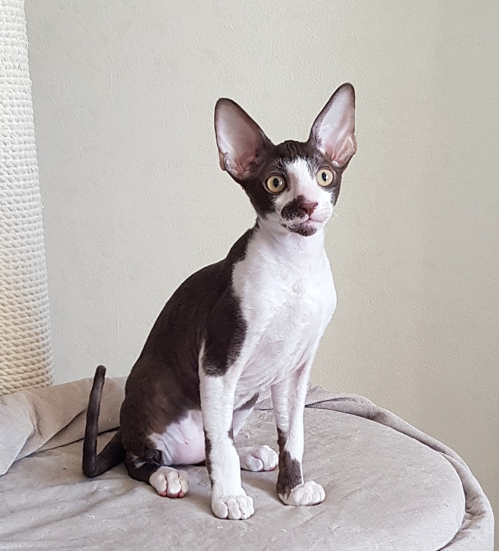 Noble Knight Elemani Dream - Kitten cornish rex 3 months 0.5 weeks