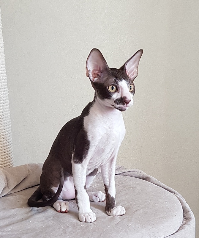 Noble Knight Elemani Dream - Kitten cornish rex 3 months 0.5 weeks