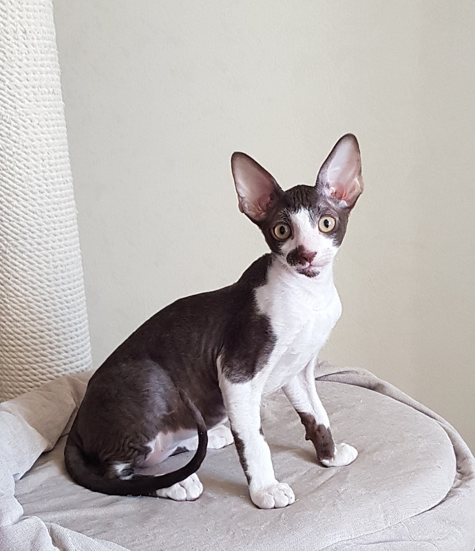 Noble Knight Elemani Dream - Kitten cornish rex 3 months 0.5 weeks