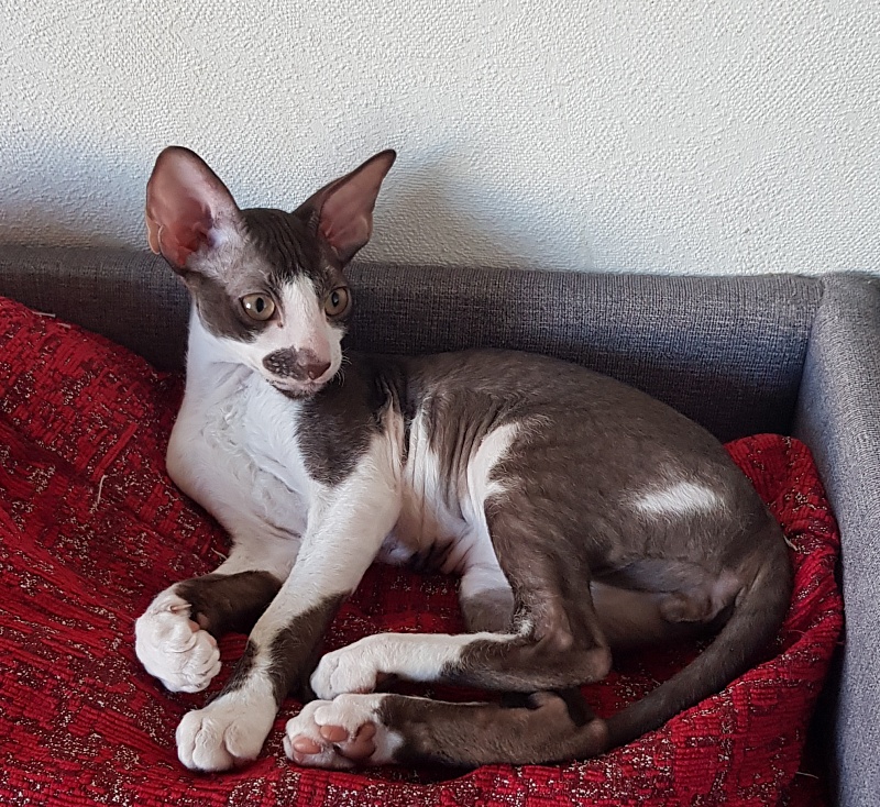 Noble Knight Elemani Dream - Kitten cornish rex 3 months 1.5 week