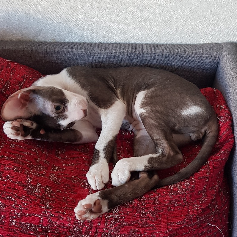 Noble Knight Elemani Dream - Kitten cornish rex 3 months 1.5 week