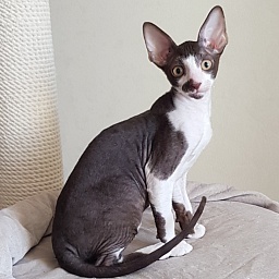 Noble Knight Elemani Dream