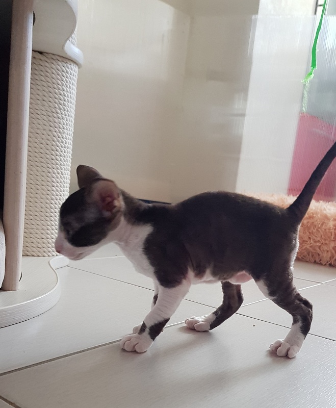 Noble Knight Elemani Dream - Kitten cornish rex 1 month