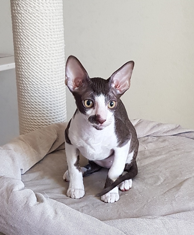 Noble Knight Elemani Dream - Kitten cornish rex 3 months 0.5 weeks