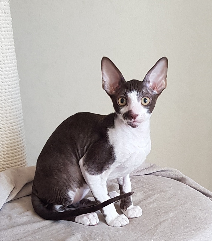 Noble Knight Elemani Dream - Kitten cornish rex 3 months 0.5 weeks