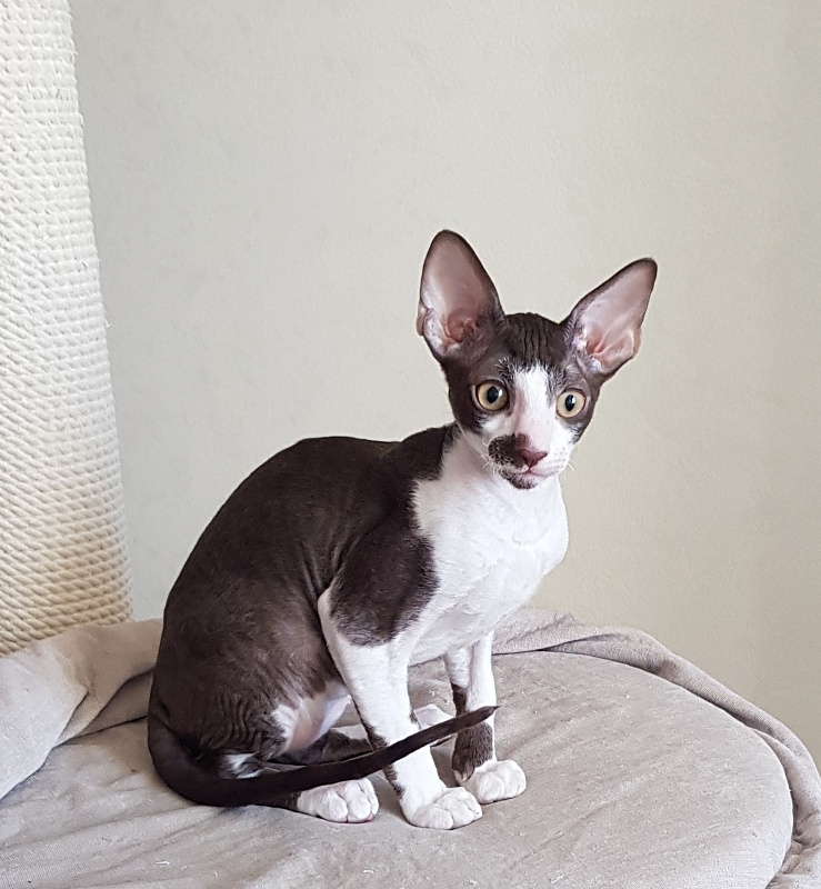 Noble Knight Elemani Dream - Kitten cornish rex 3 months 0.5 weeks