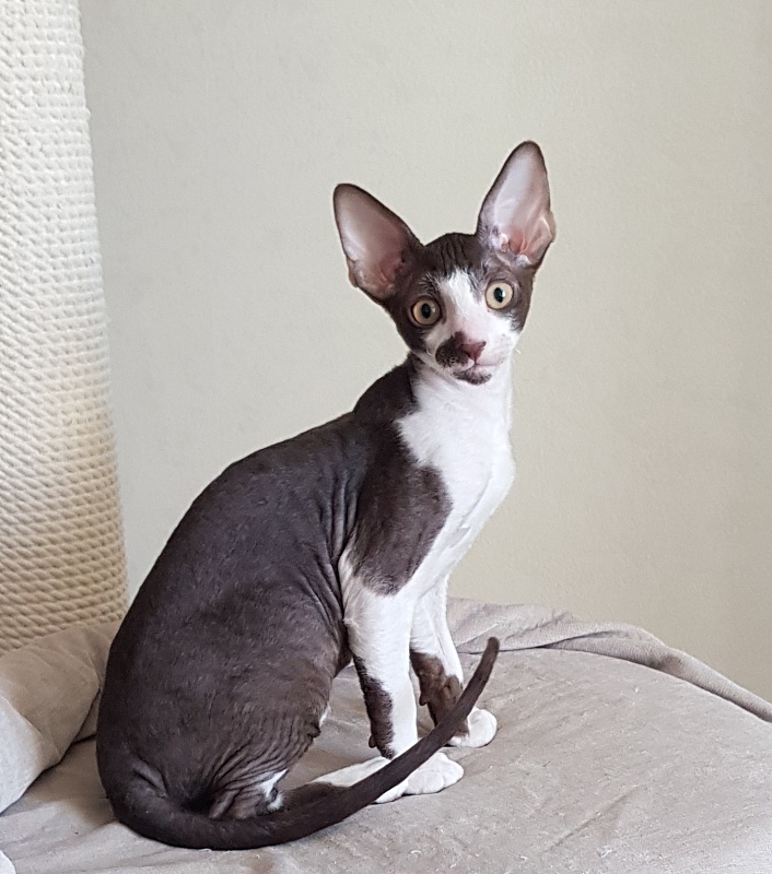 Noble Knight Elemani Dream - Kitten cornish rex 3 months 0.5 weeks