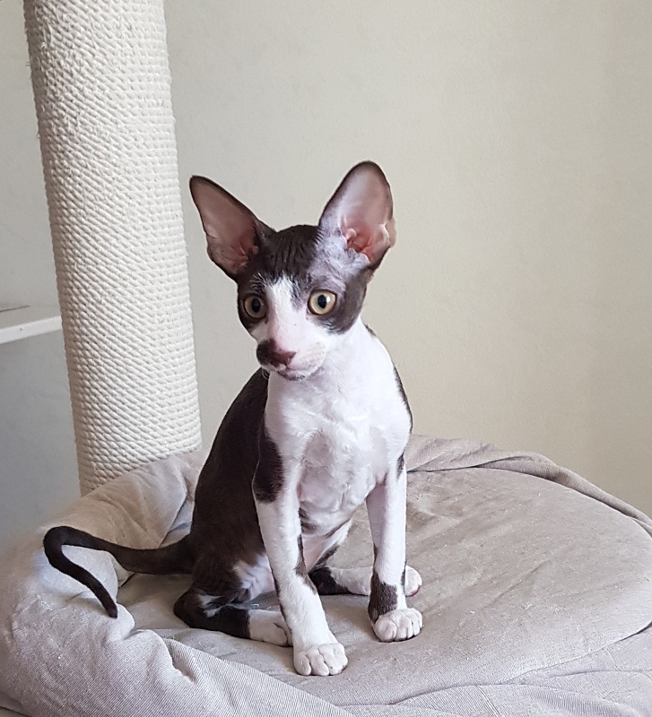 Noble Knight Elemani Dream - Kitten cornish rex 3 months 0.5 weeks