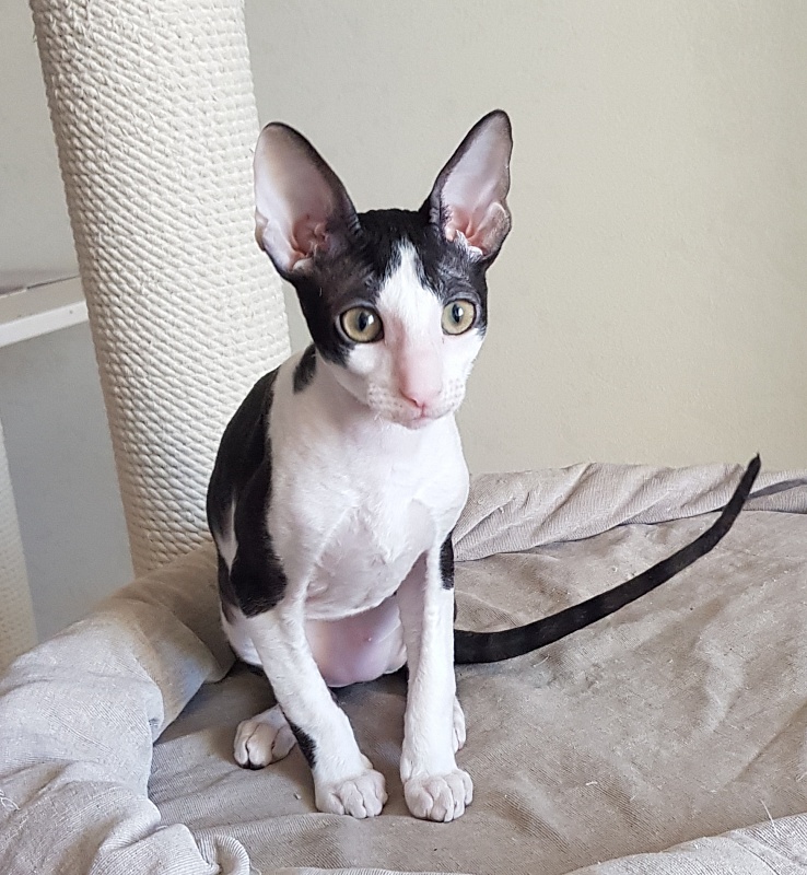Nocturne Sweet Song Elemani Dream - Kitten cornish rex 3 months 0.5 weeks