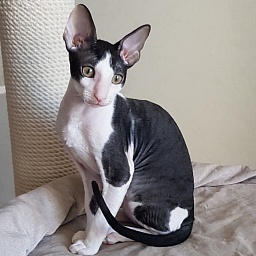 Nocturne Sweet Song Elemani Dream