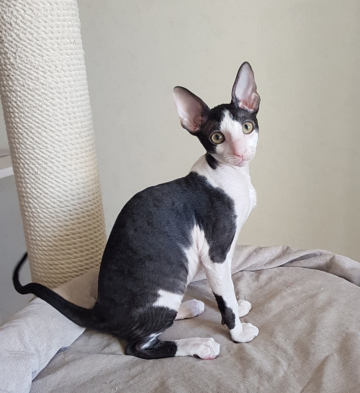 Nocturne Sweet Song Elemani Dream - Kitten cornish rex 3 months 0.5 weeks