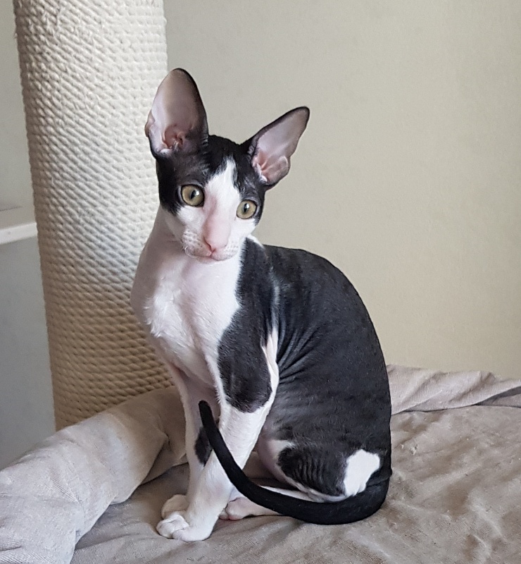 Nocturne Sweet Song Elemani Dream - Kitten cornish rex 3 months 0.5 weeks