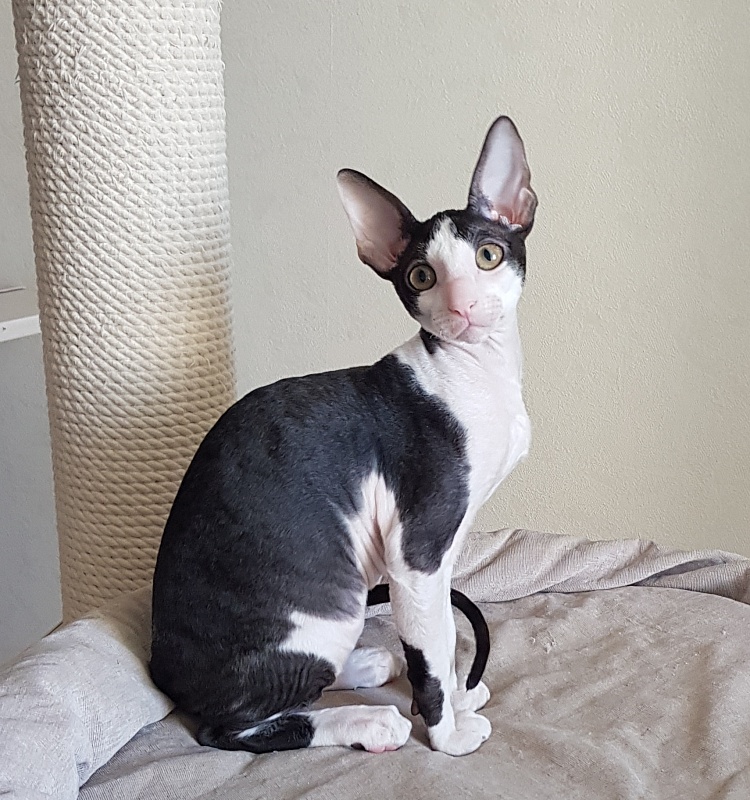 Nocturne Sweet Song Elemani Dream - Kitten cornish rex 3 months 0.5 weeks