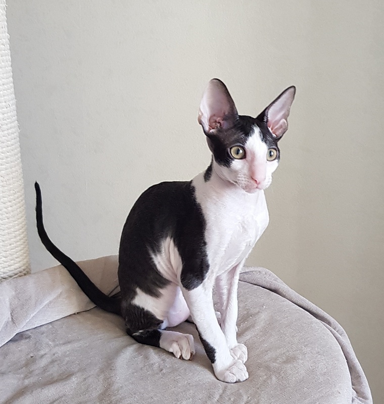 Nocturne Sweet Song Elemani Dream - Kitten cornish rex 3 months 0.5 weeks