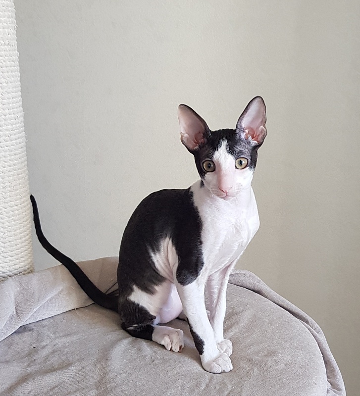 Nocturne Sweet Song Elemani Dream - Kitten cornish rex 3 months 0.5 weeks