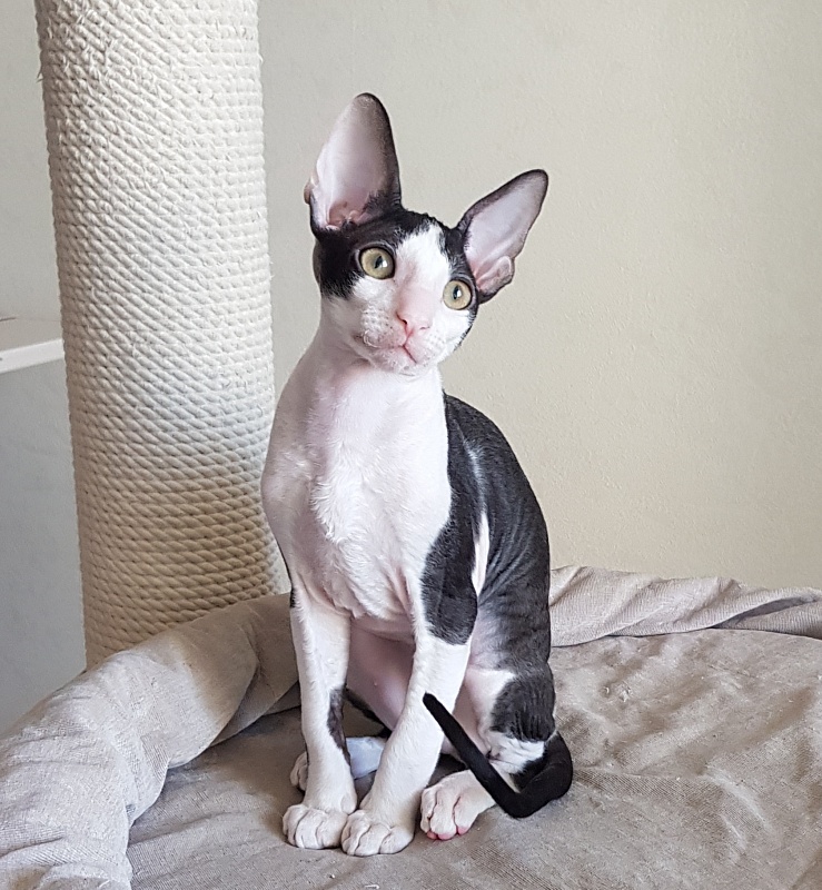 Nocturne Sweet Song Elemani Dream - Kitten cornish rex 3 months 0.5 weeks