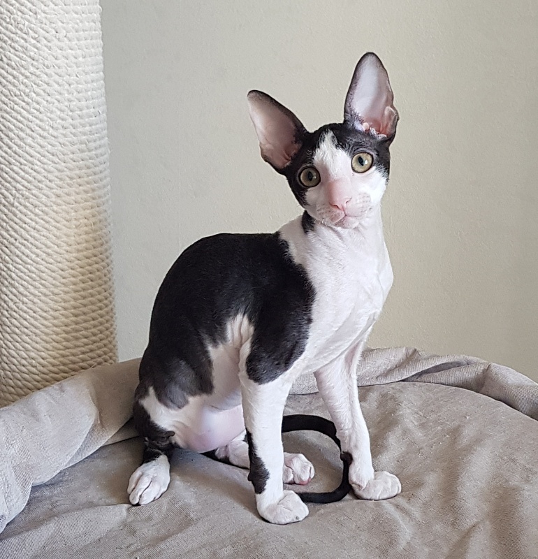 Nocturne Sweet Song Elemani Dream - Kitten cornish rex 3 months 0.5 weeks