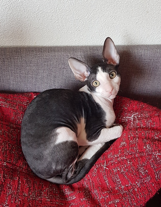 Nocturne Sweet Song Elemani Dream - Kitten cornish rex 3 months 0.5 weeks