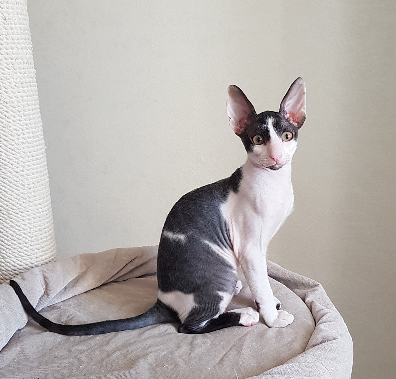 Next Superstar Elemani Dream - Kitten cornish rex 3 months 0.5 weeks