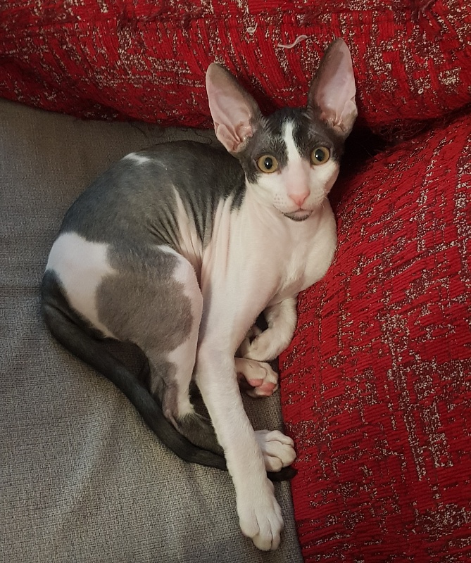 Next Superstar Elemani Dream - Kitten cornish rex 2 months 4 weeks