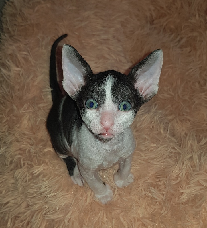 Next Superstar Elemani Dream - Kitten cornish rex 1 month