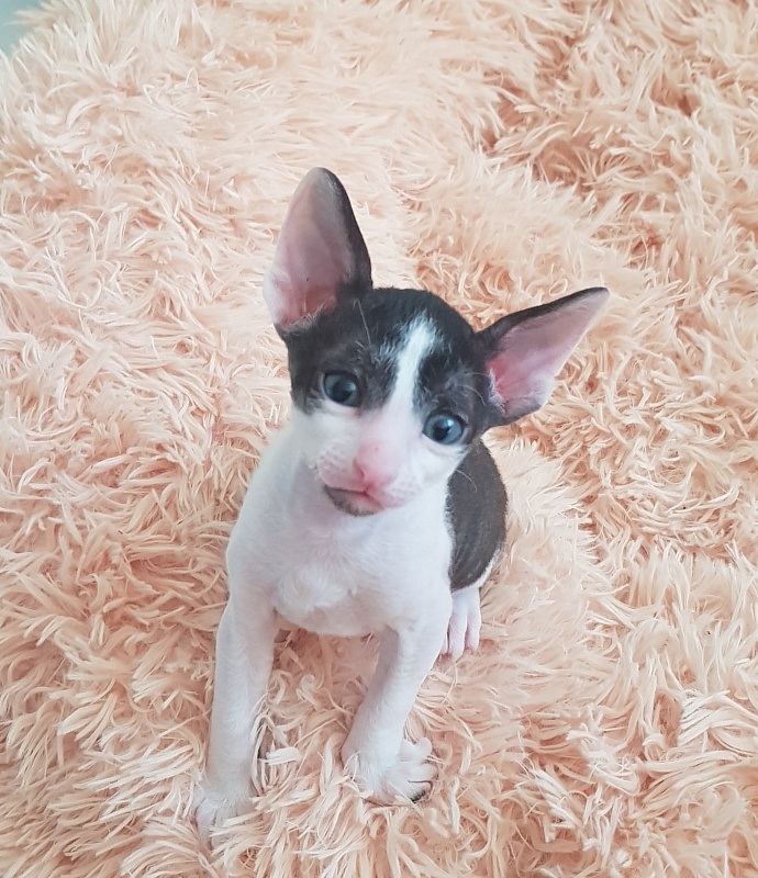 Next Superstar Elemani Dream - Kitten cornish rex 1 month