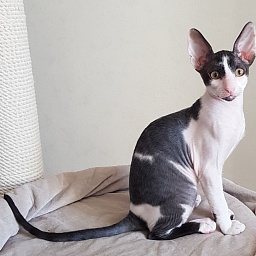 Next Superstar Elemani Dream