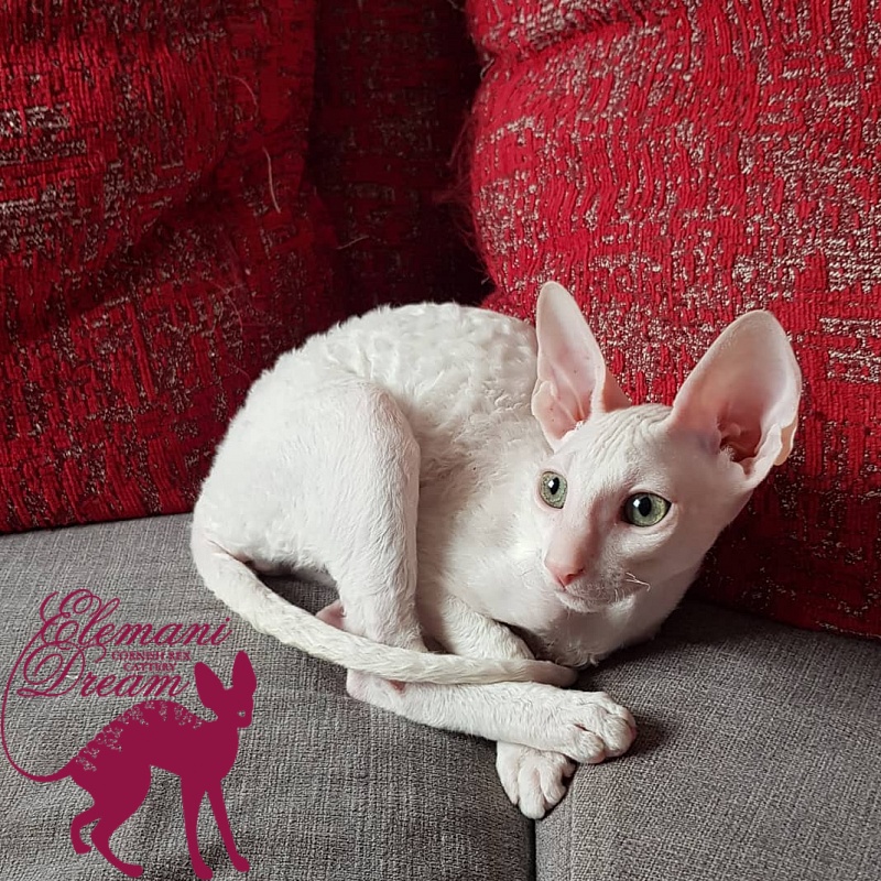Opernaya Diva Elemani Dream - cornish rex