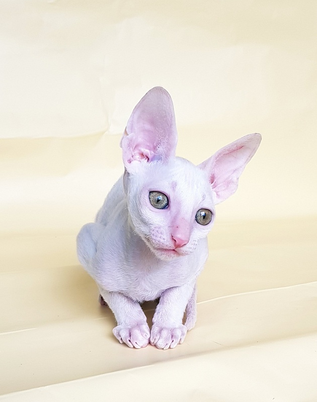 Opernaya Diva Elemani Dream - Kitten cornish rex 2 months 1.5 week