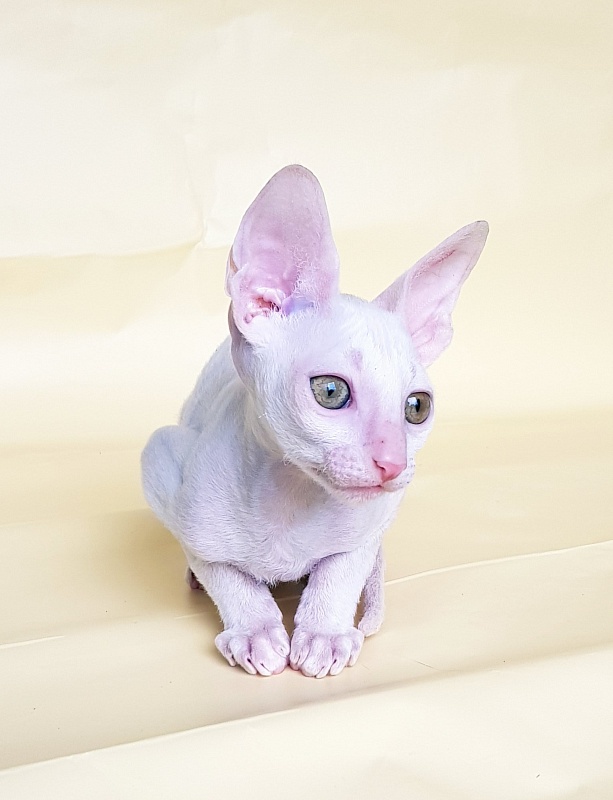Opernaya Diva Elemani Dream - Kitten cornish rex 2 months 1.5 week