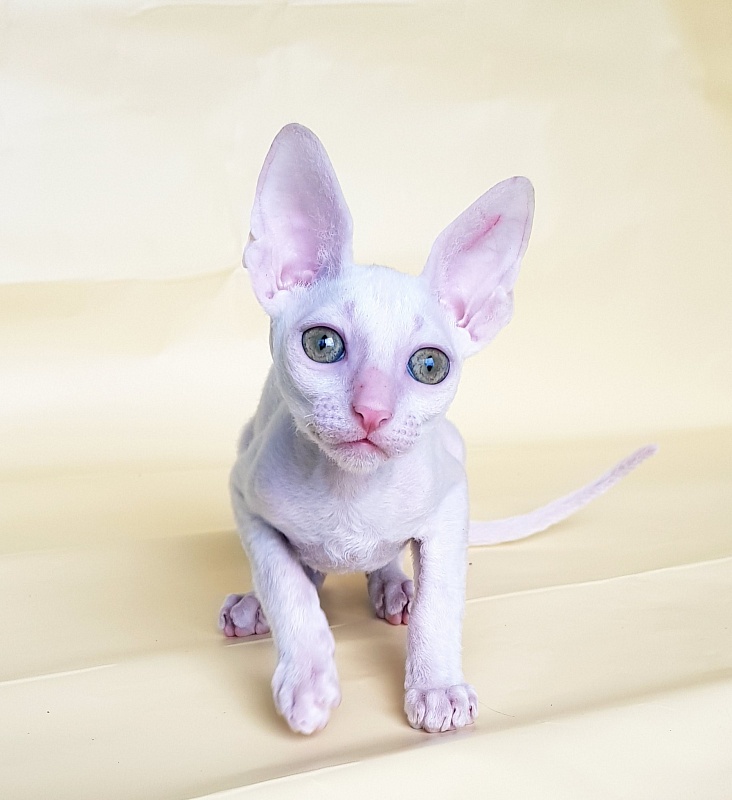 Opernaya Diva Elemani Dream - Kitten cornish rex 2 months 1.5 week