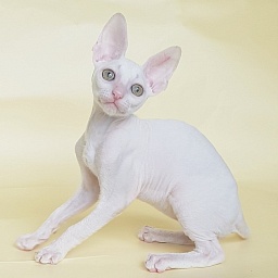 Opernaya Diva Elemani Dream