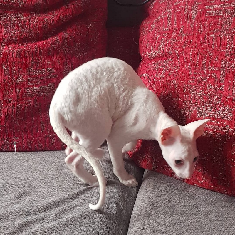 Opernaya Diva Elemani Dream - cornish rex