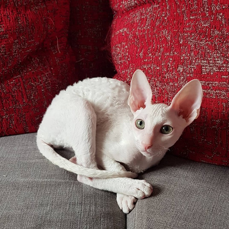 Opernaya Diva Elemani Dream - cornish rex