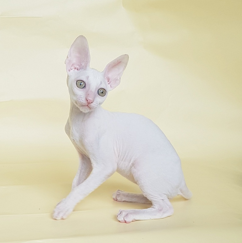 Opernaya Diva Elemani Dream - Kitten cornish rex 2 months 1.5 week