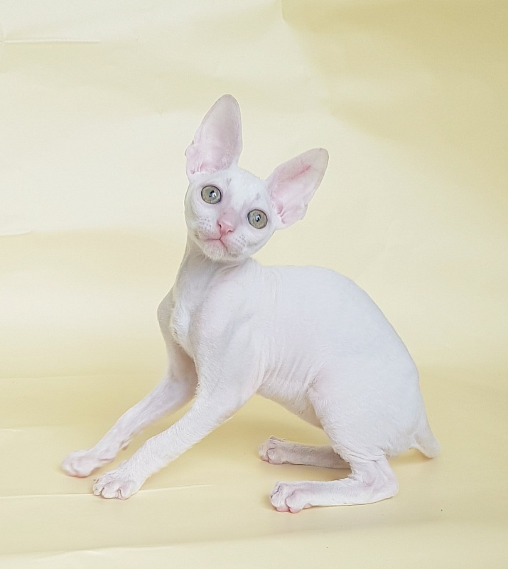Opernaya Diva Elemani Dream - Kitten cornish rex 2 months 1.5 week