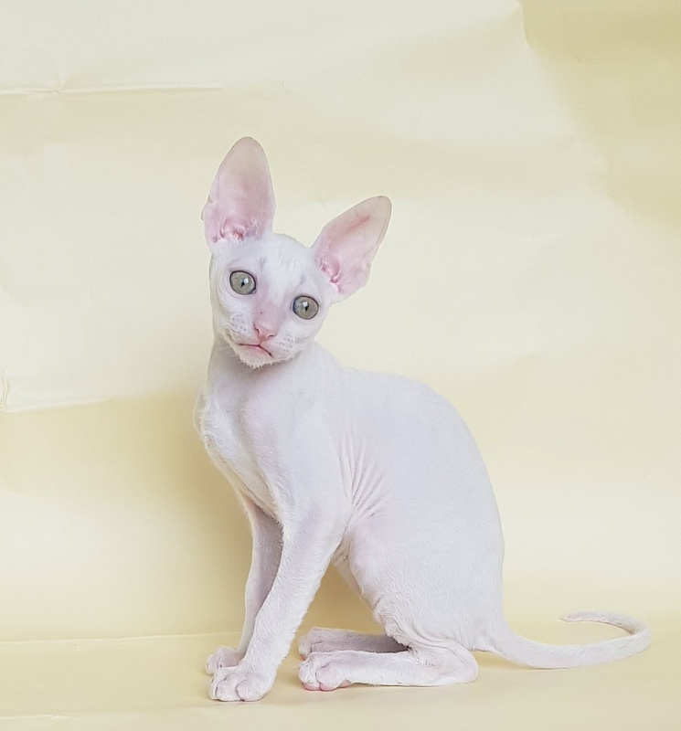 Opernaya Diva Elemani Dream - Kitten cornish rex 2 months 1.5 week