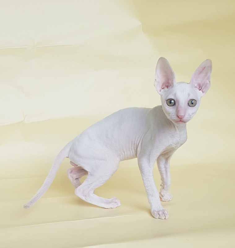 Opernaya Diva Elemani Dream - Kitten cornish rex 2 months 1.5 week