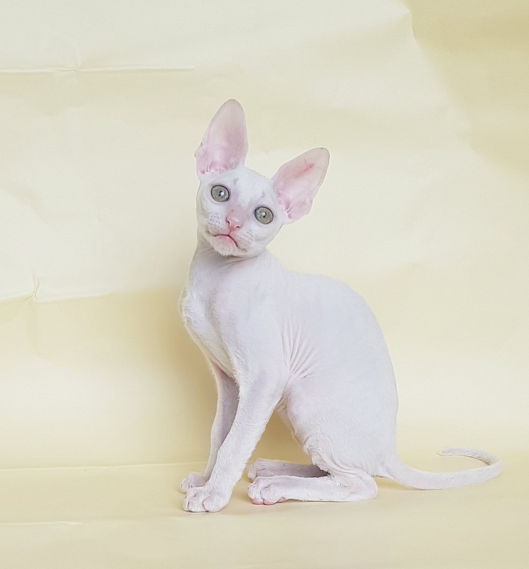 Opernaya Diva Elemani Dream - Kitten cornish rex 2 months 1.5 week