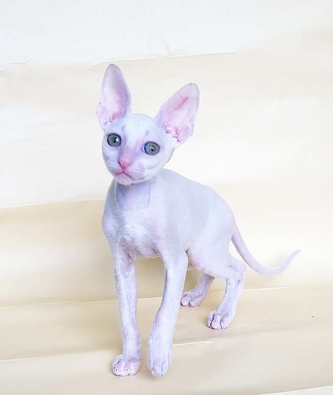 Opernaya Diva Elemani Dream - Kitten cornish rex 2 months 1.5 week