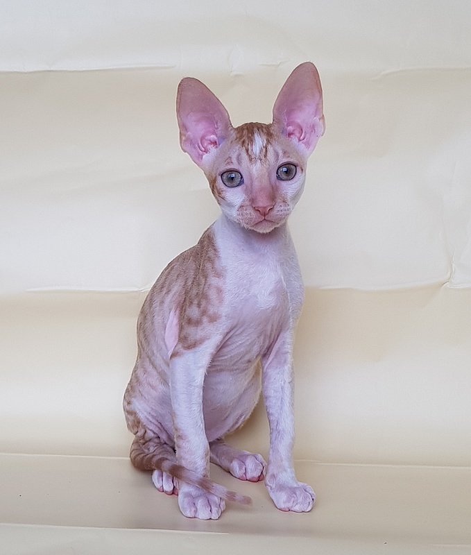 Orange Juice Elemani Dream - Kitten cornish rex 2 months 1.5 week