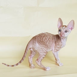 Orange Juice Elemani Dream