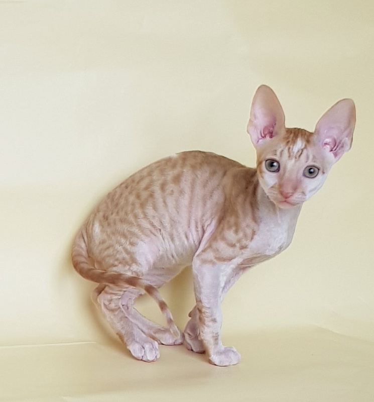 Orange Juice Elemani Dream - Kitten cornish rex 2 months 1.5 week