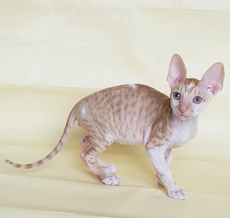 Orange Juice Elemani Dream - Kitten cornish rex 2 months 1.5 week