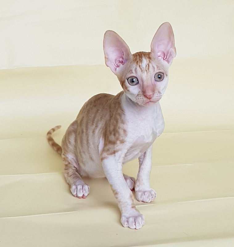 Orange Juice Elemani Dream - Kitten cornish rex 2 months 1.5 week