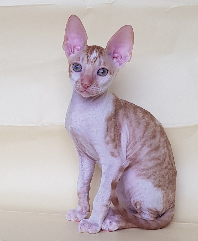 Orange Juice Elemani Dream - Kitten cornish rex 2 months 1.5 week