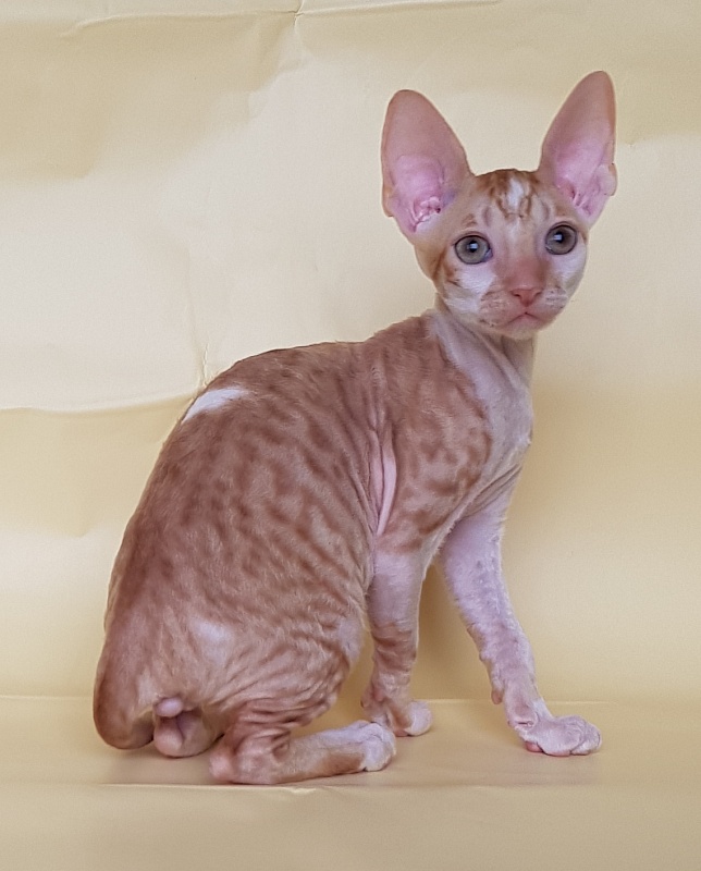 Orange Juice Elemani Dream - Kitten cornish rex 2 months 1.5 week