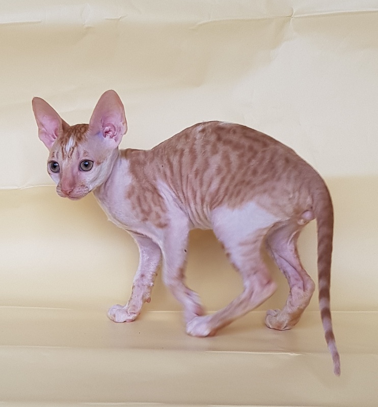 Orange Juice Elemani Dream - Kitten cornish rex 2 months 1.5 week